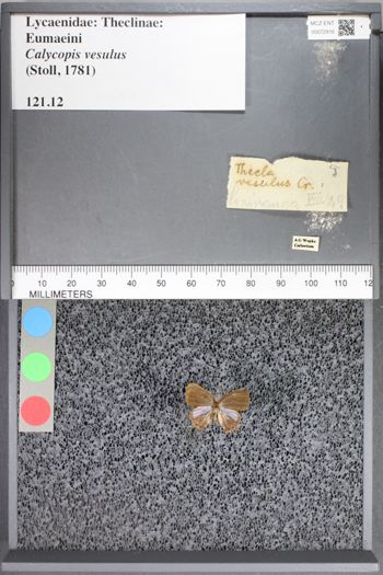Media type: image;   Entomology 72916